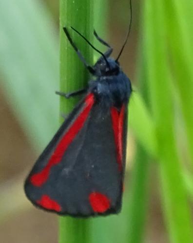 Réf. 184 148 : Tyria jacobaeae